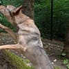 Bailey sucht seine Für-Immer-Familie