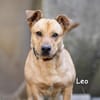 LEO