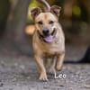 LEO