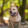 LEO