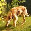Lizzie
