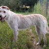 Ruby- bezaubernde Frohnatur mit ganz viel Herz