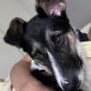 Smilakinder-und katzenliebe Hündin wartet in 22529 Hamburg
