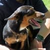 Kleine sanfte Marlenka auf Pflegestelle in 55278 Friesenheim