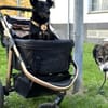 Schmusemaus Anduni sucht dich