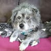 Buddy hat sein Zuhause verloren