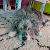 Buddy hat sein Zuhause verloren