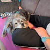 Buddy hat sein Zuhause verloren