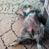 Buddy hat sein Zuhause verloren