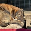 SISKA - lieb, neugierig, freundlich