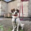 Jampa - junger, intelligenter Hund sucht erfahrene Menschen