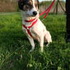 Jampa - junger, intelligenter Hund sucht erfahrene Menschen