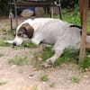 Jampa - junger, intelligenter Hund sucht erfahrene Menschen