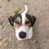 Jampa - junger, intelligenter Hund sucht erfahrene Menschen