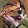 Hachiko, treuer Begleiter, ca. 8 Jahre