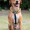 Hachiko, treuer Begleiter, ca. 8 Jahre