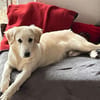 Shiro sucht seine Familie
