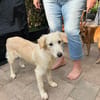 Shiro sucht seine Familie