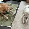 Liu sucht liebe Menschen
