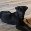 Charlie kleiner Kerl sucht sein Traumzuhause