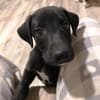 Charlie kleiner Kerl sucht sein Traumzuhause