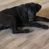 Charlie kleiner Kerl sucht sein Traumzuhause