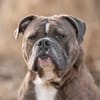 Bruno will endlich ankommen!