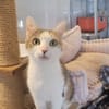 FREYA