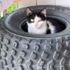 MAYA en SOS