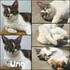 UNA