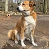 Sammy - loyaler & sensibler Rüde sucht dringend Zuhause
