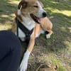Sammy - loyaler & sensibler Rüde sucht dringend Zuhause