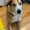 Sammy - loyaler & sensibler Rüde sucht dringend Zuhause