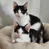 Binx & Zeus Verspieltes Katzenpärchen sucht  Zuhause