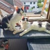 Binx & Zeus Verspieltes Katzenpärchen sucht  Zuhause
