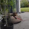 Bruno  ein sportlicher und cleverer Begleiter