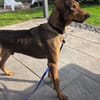 Bruno  ein sportlicher und cleverer Begleiter