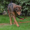 Bruno  ein sportlicher und cleverer Begleiter