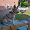 Frieda sucht ihr Glück