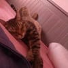 Artie 1 jahr such zuhause mit ruhe und geduld
