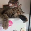 Artie 1 jahr such zuhause mit ruhe und geduld