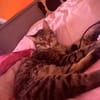 Artie 1 jahr such zuhause mit ruhe und geduld