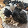 Cheddi & Pecorino suchen gemeinsam ein Zuhause