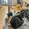 Cheddi & Pecorino suchen gemeinsam ein Zuhause