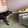Robbie auf der Suche nach seinem Platz fürs Leben