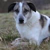 Liebevoller Hund REX sucht sein Zuhause!
