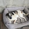 Liebevoller Hund REX sucht sein Zuhause!