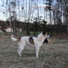 Liebevoller Hund REX sucht sein Zuhause!