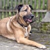 SEPPEL SUCHT EIN RUHIGES ZUHAUSE