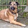 SEPPEL SUCHT EIN RUHIGES ZUHAUSE